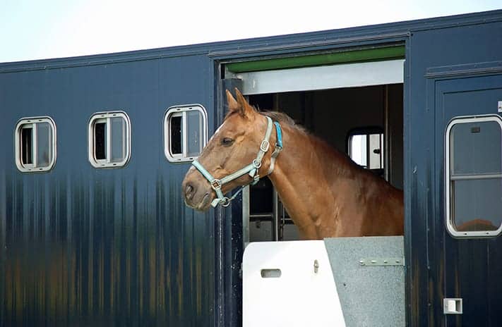 Motorised Horsebox Insurance Motorised Horsebox Insurance