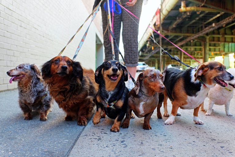 Dog Walking Insurance UK Business Insurance for Dog Walkers