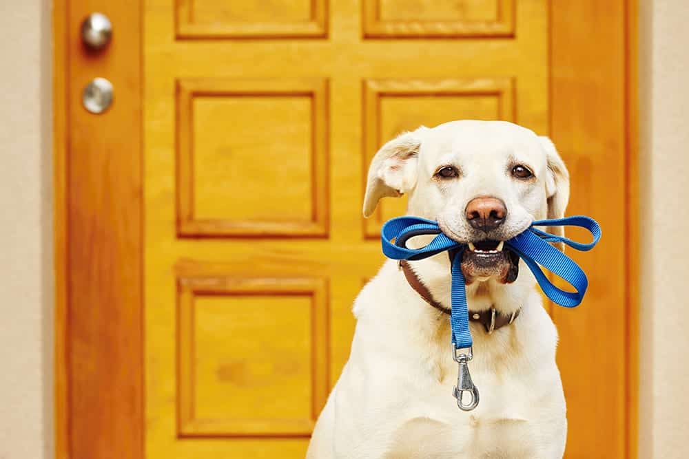 compare dog walker insurance compare dog walker insurance