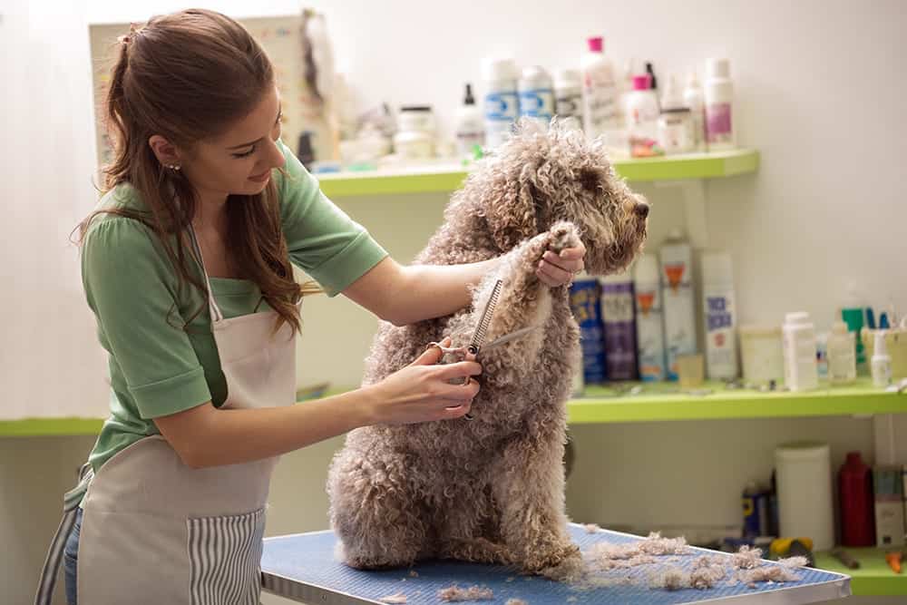 Pet Groomer Insurance Pet Groomer Insurance