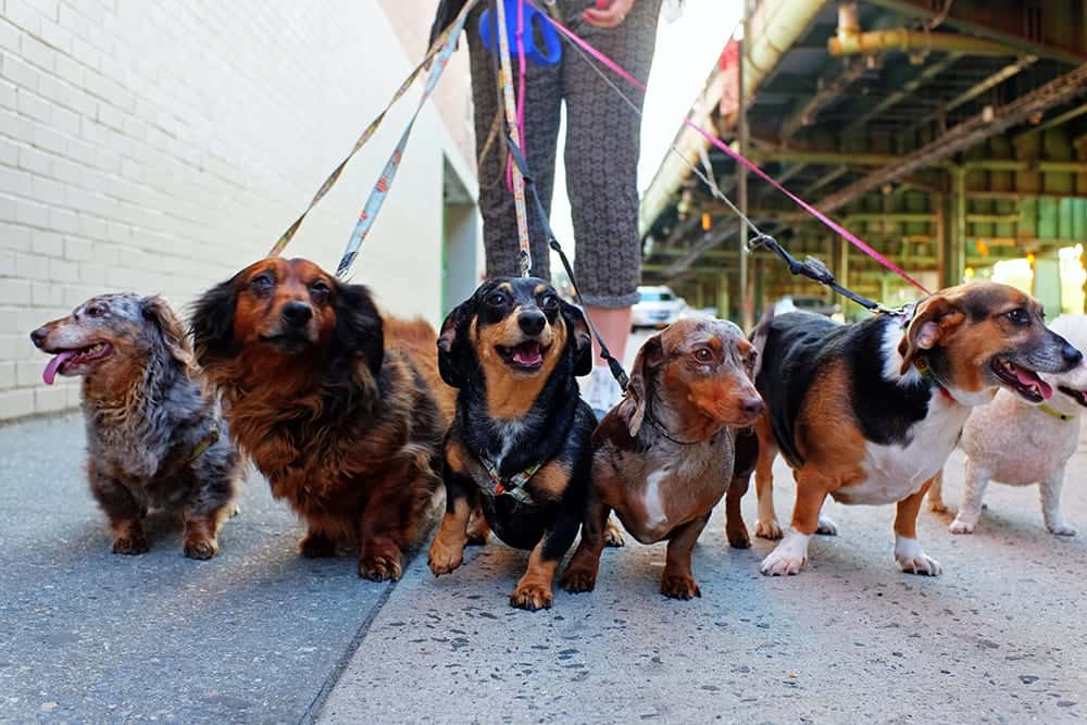 dog grooming dog grooming