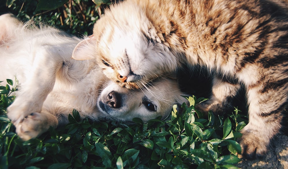 Compare Pet Insurance Compare Pet Insurance