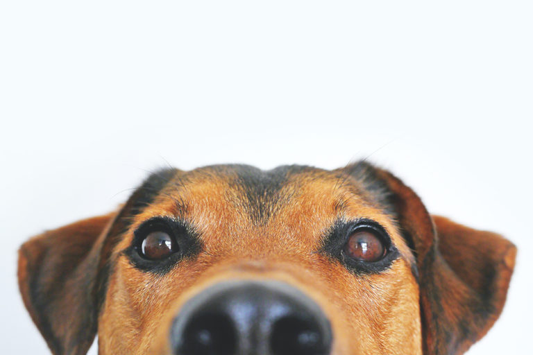 Pet Insurance UK | Compare Pet Insurance | MoneyBeach