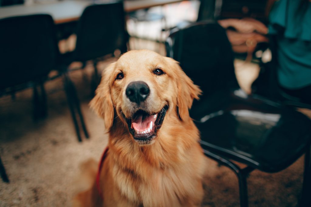 10. golden retriever
