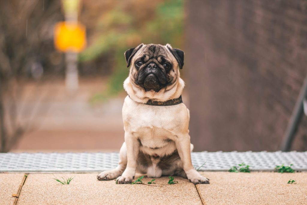 12. pug