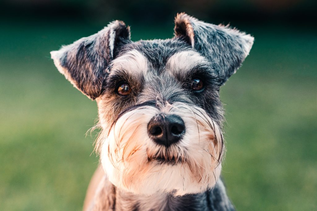 13. schnauzer