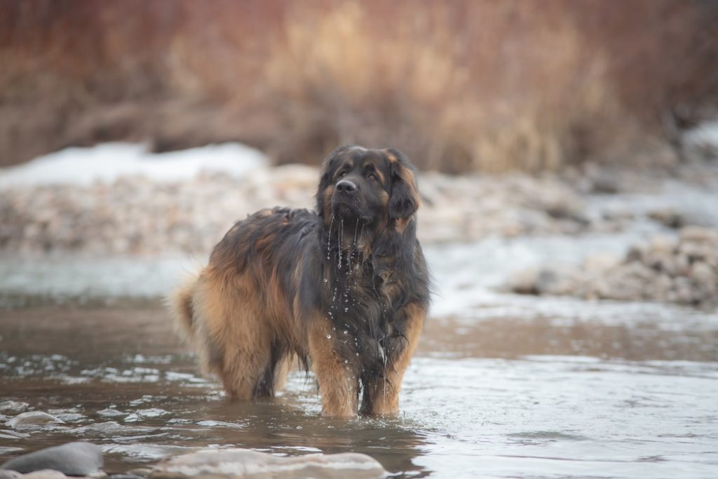 14. leonberger
