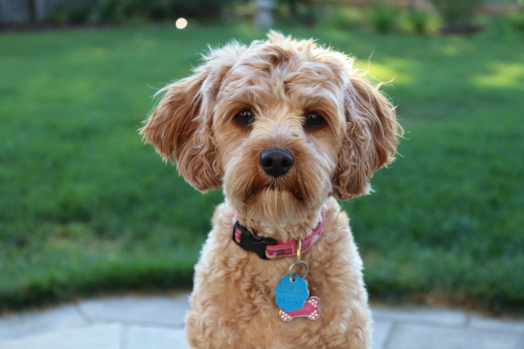15.cavapoo