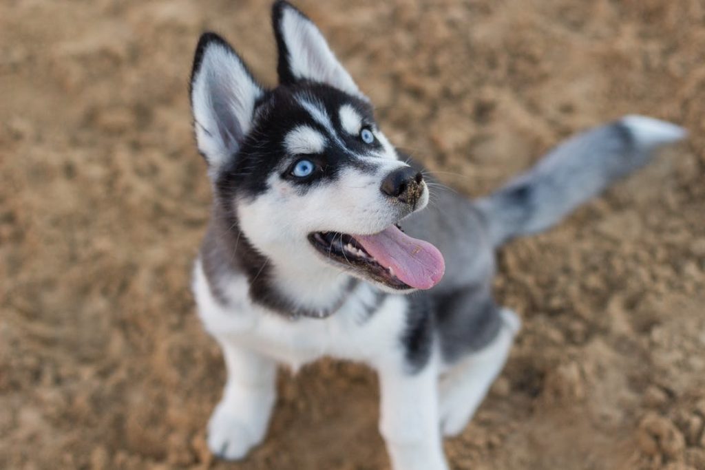 17. siberian husky