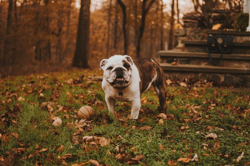 19. old english bulldog