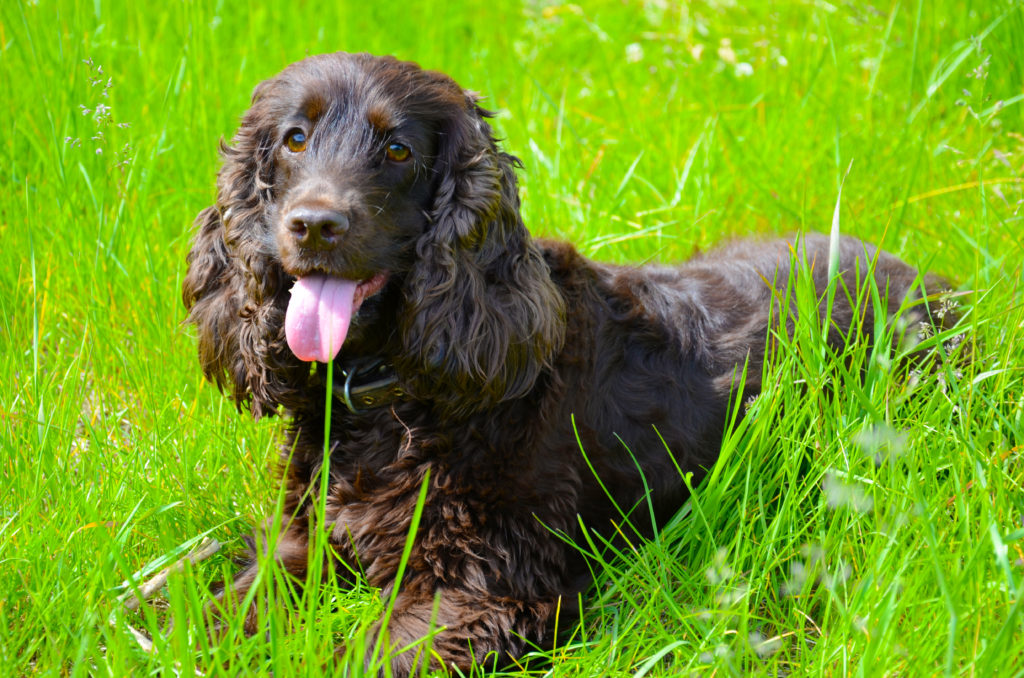 Typical,Irish,Water,Spaniel,In,The,Spring,Garden