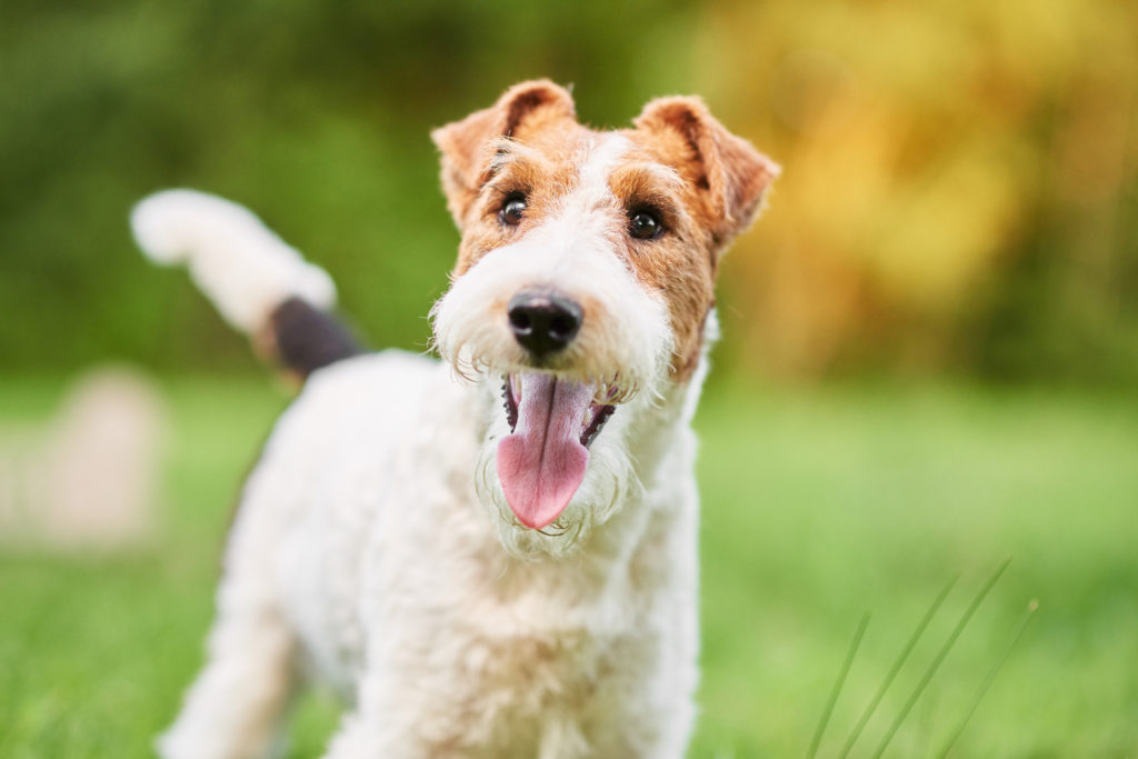 Close,Up,Shot,Of,A,Happy,Cute,Fox,Terrier,Dog