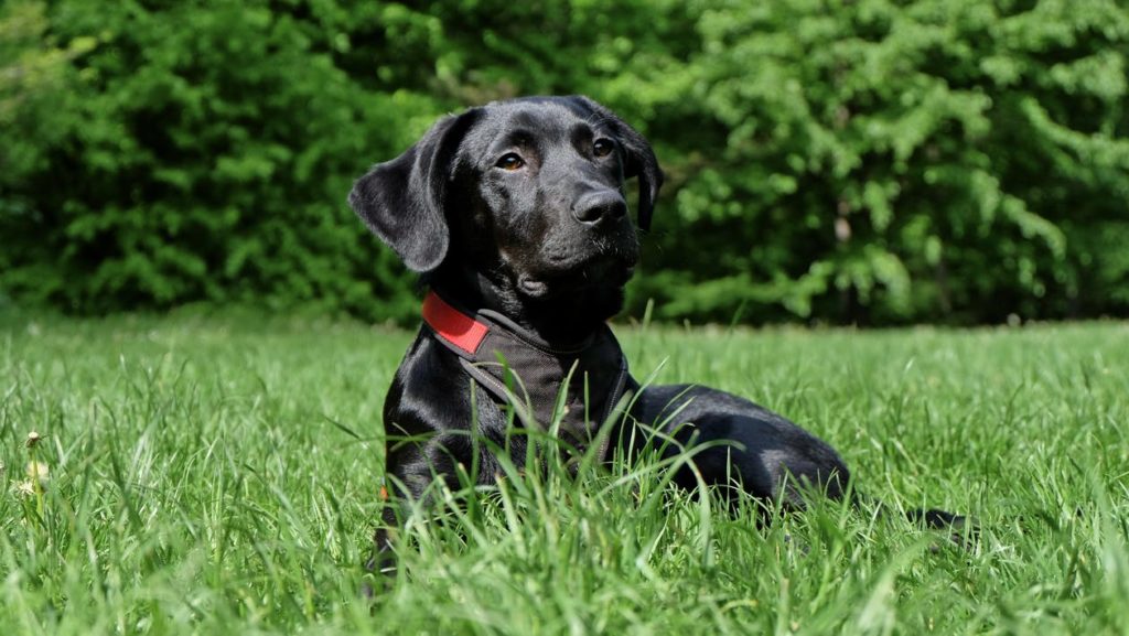 4. labrador