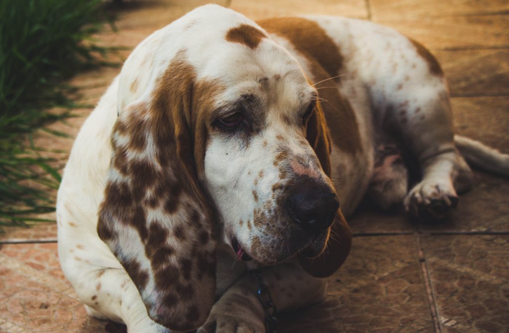 5. basset hound