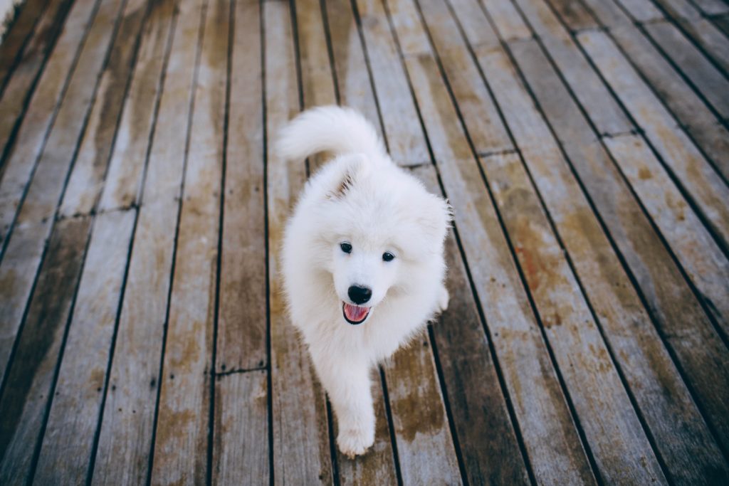 6. samoyed