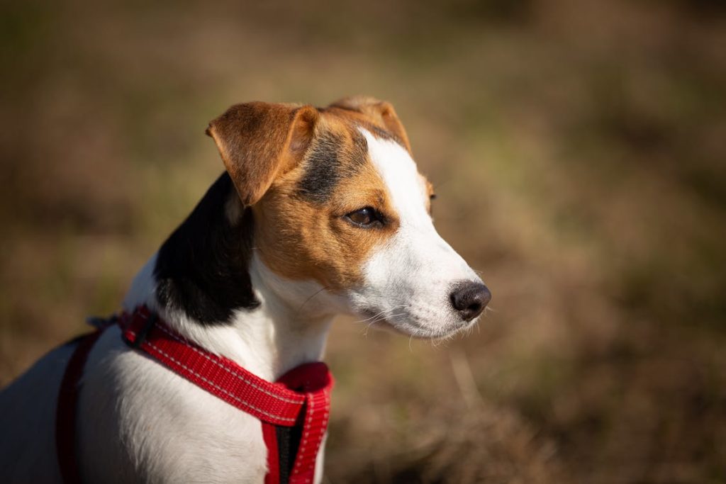 7. jack russell