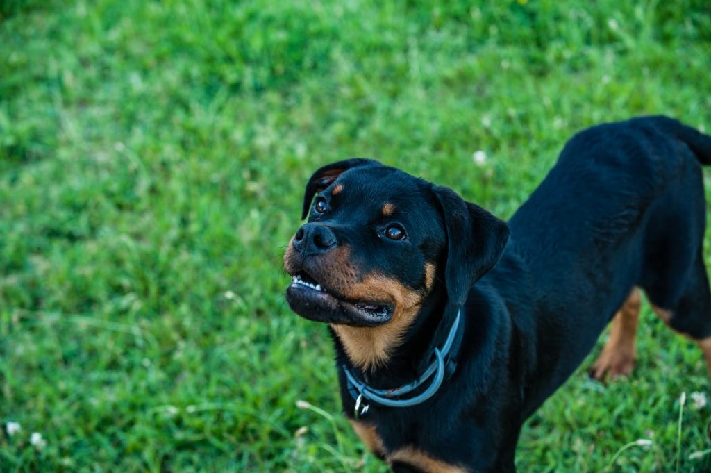 8. rottweiler