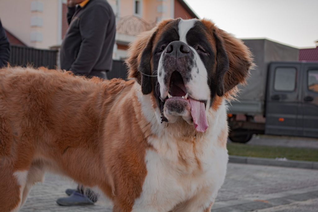 9. st bernard