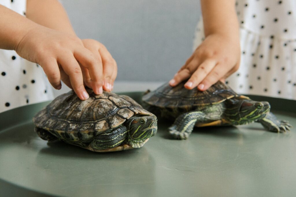 insurance for a pet tortoise