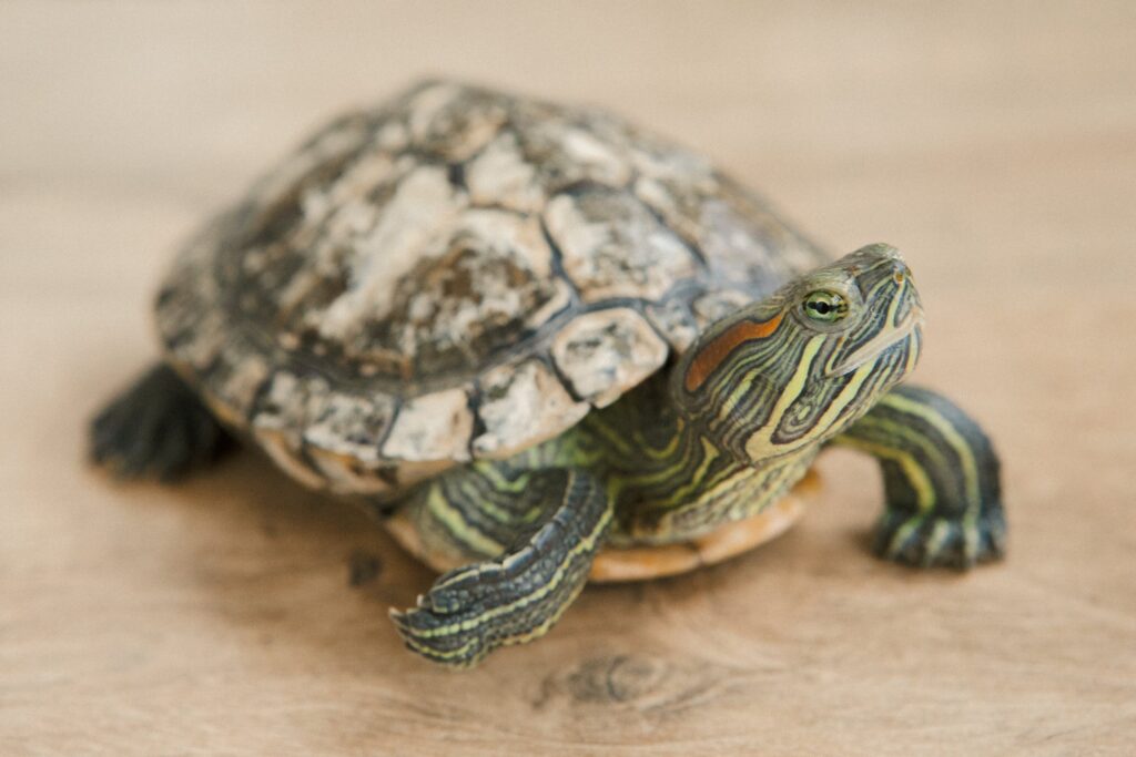 insurance pet tortoise insurance pet tortoise