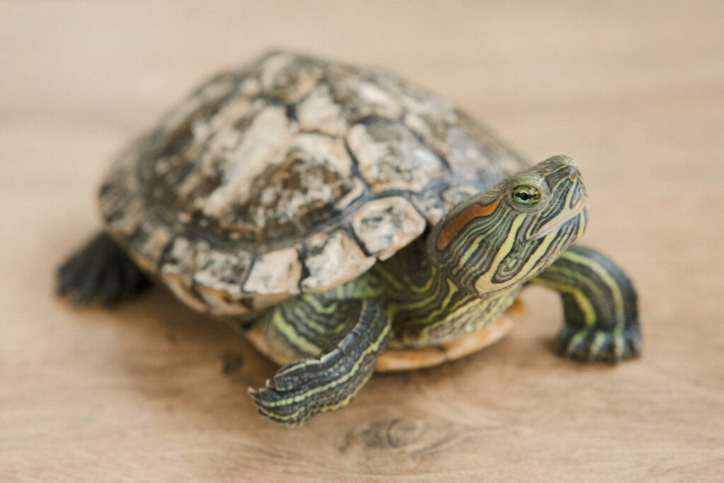 insurance pet tortoise