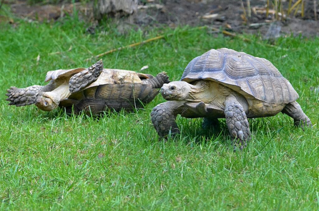 tortoise insurance