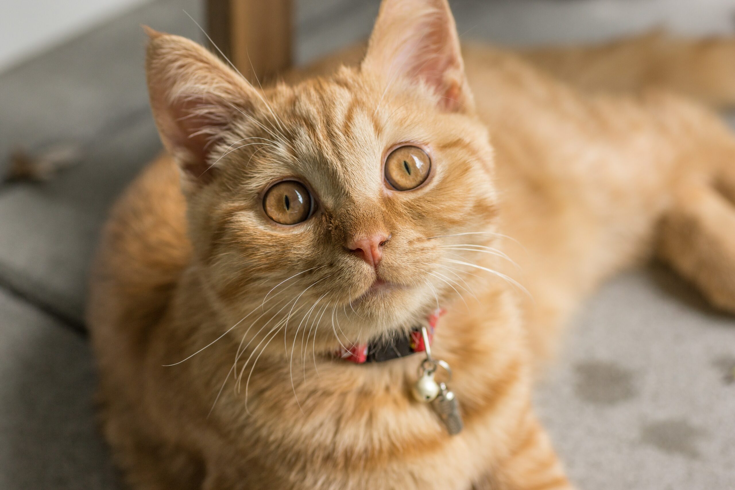 Cat Insurance UK Cat Insurance UK