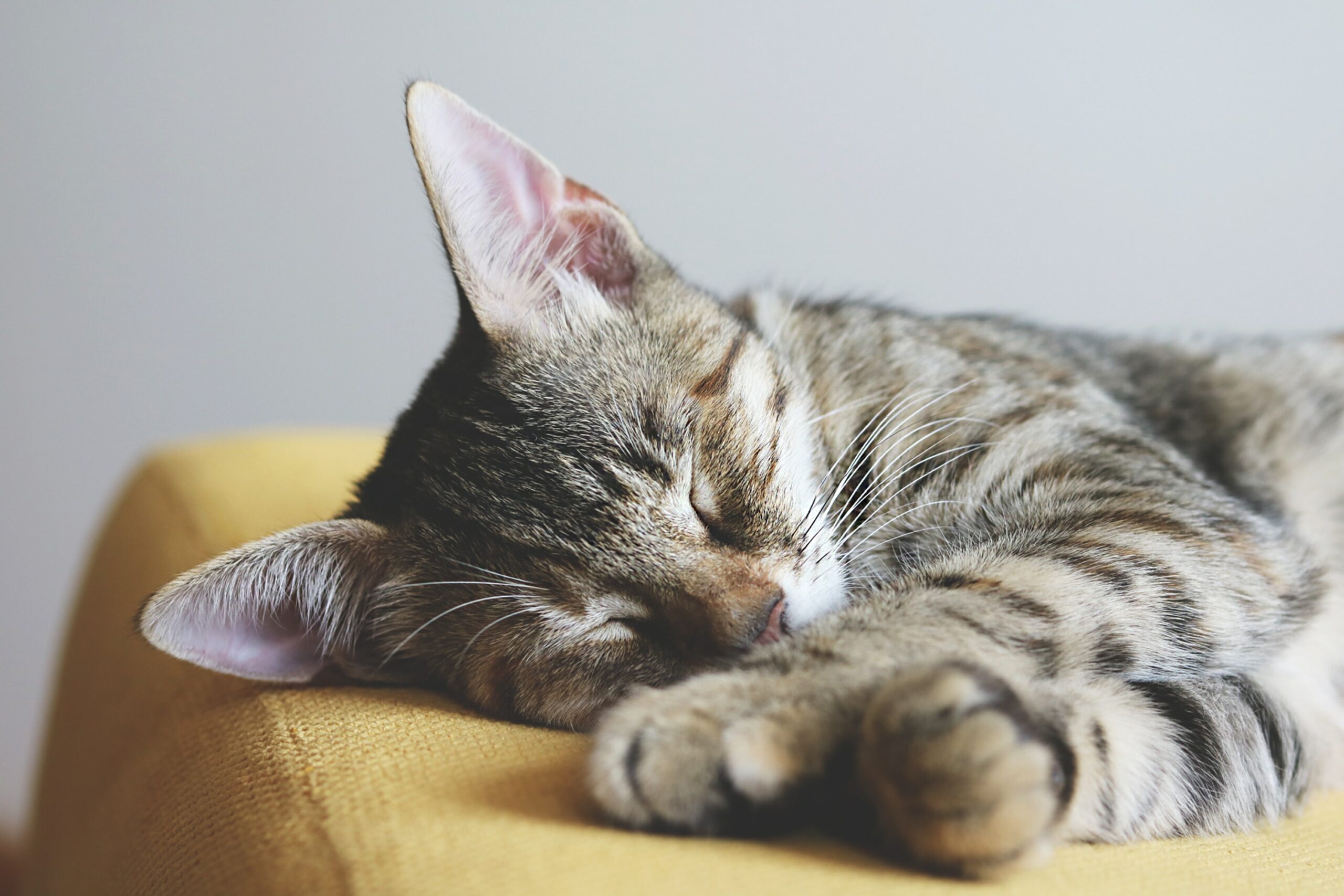 Compare Cat Insurance Quotes Compare Cat Insurance Quotes