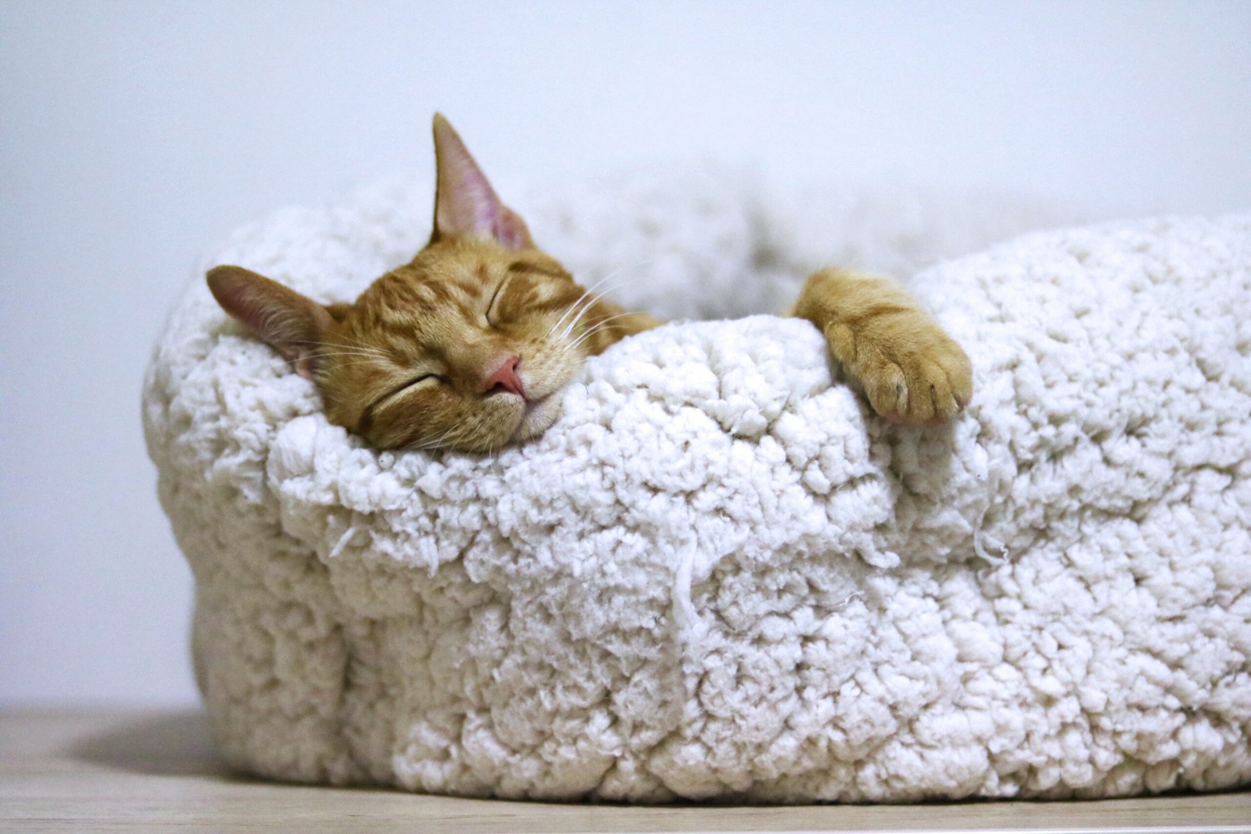 Compare Cat Insurance UK Compare Cat Insurance UK