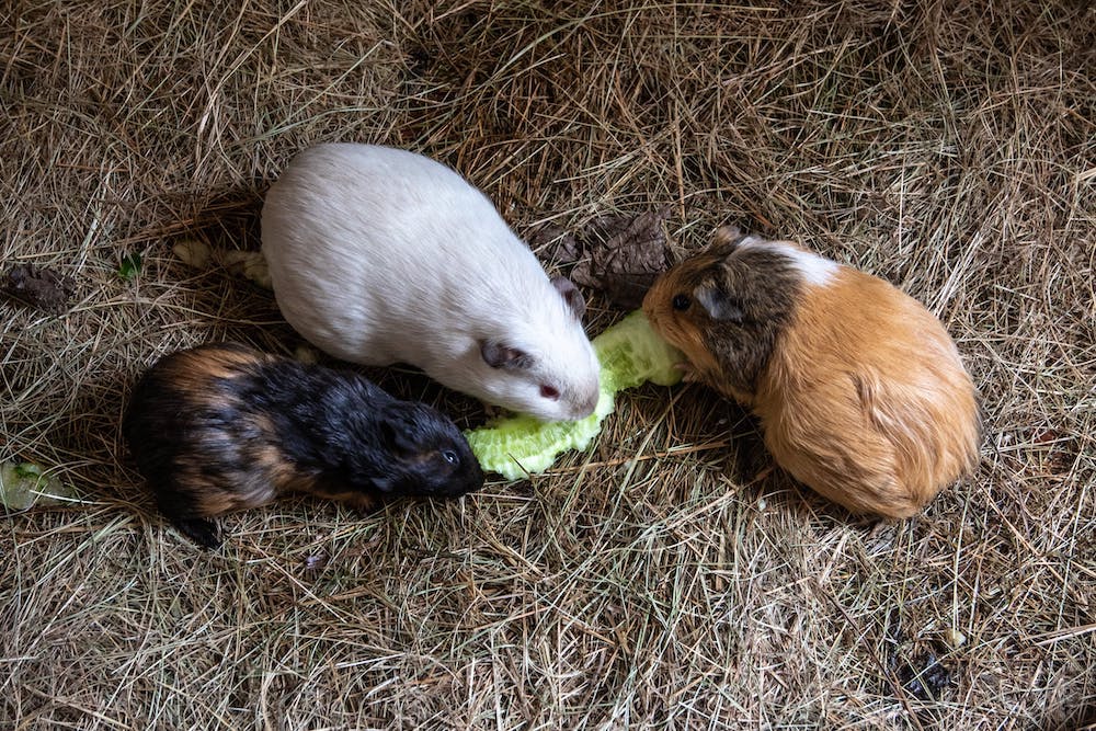 Compare Guinea Pig Insurance UK