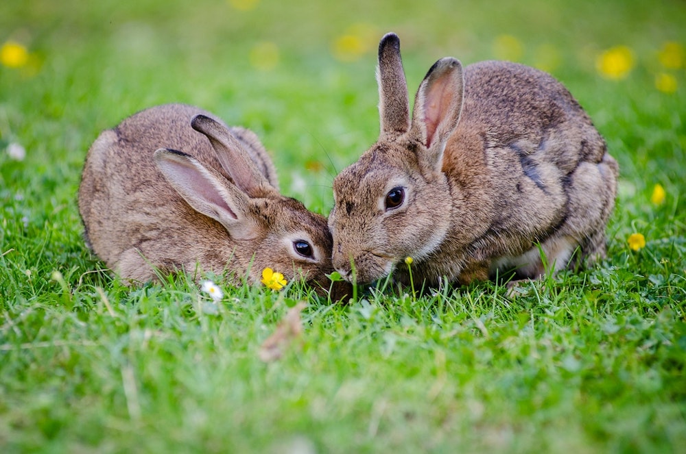 Compare Pet Insurance for Rabbits