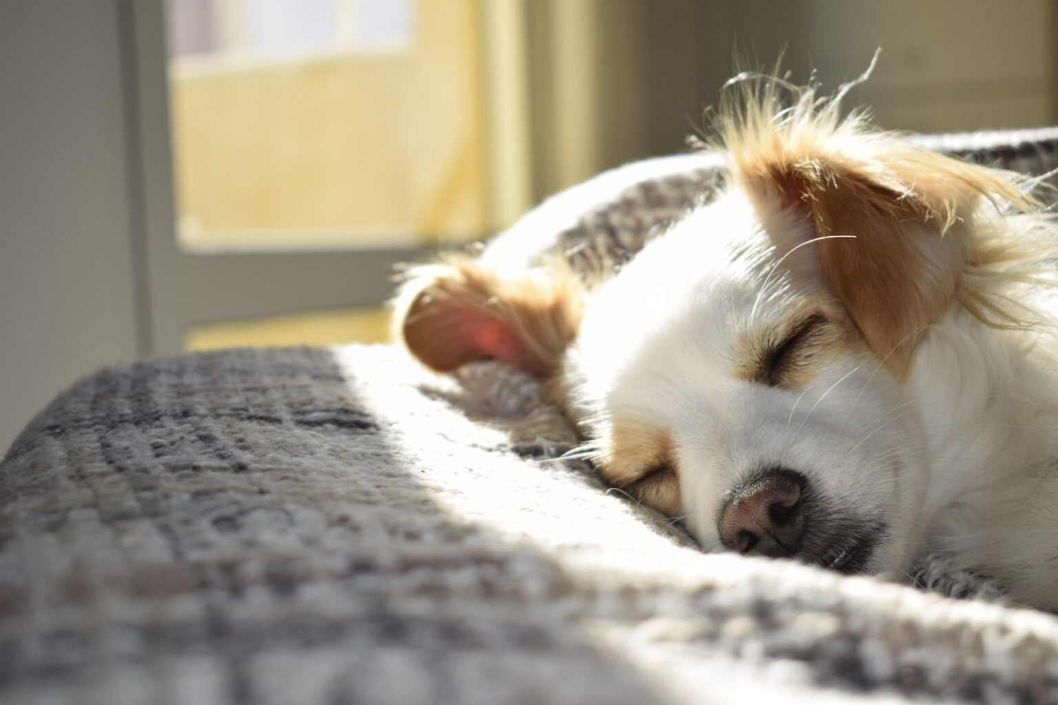 Compare Dog Insurance UK What is the best dog insurance