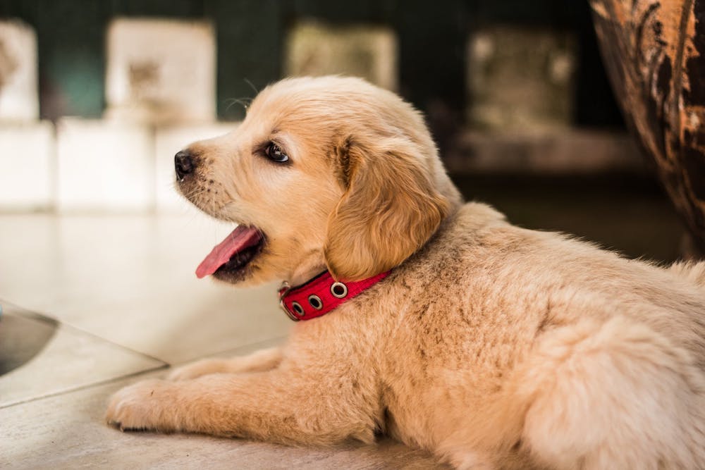 Compare puppy insurance uk Compare puppy insurance uk
