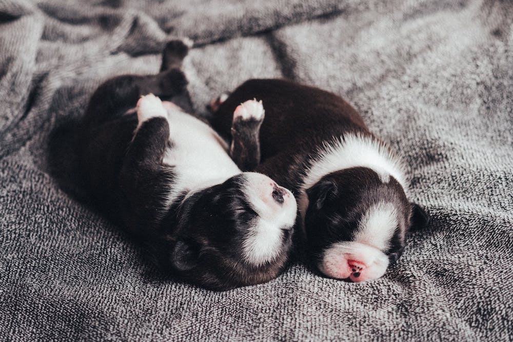 Compare puppy insurance Compare puppy insurance