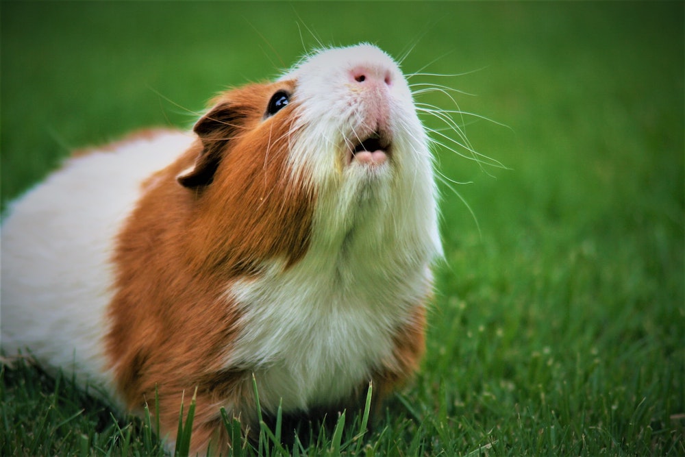 Guinea pig health problems