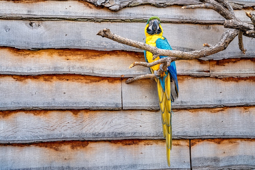 How much does exotic pet insurance cost? How much does exotic pet insurance cost?