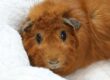 How much does guinea pig insurance cost?