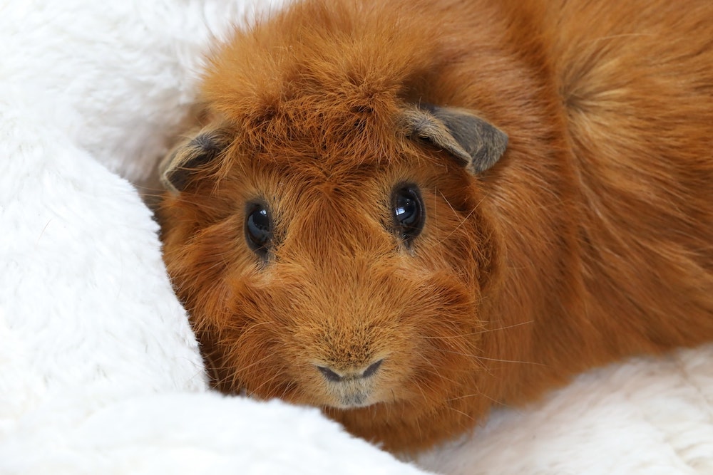 How much does guinea pig insurance cost?