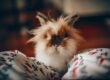 How much does rabbit insurance cost?