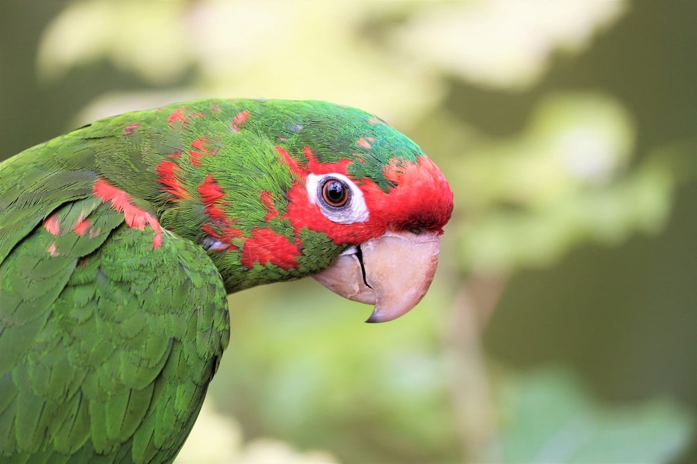 How much is an exotic pet license? How much is an exotic pet license?