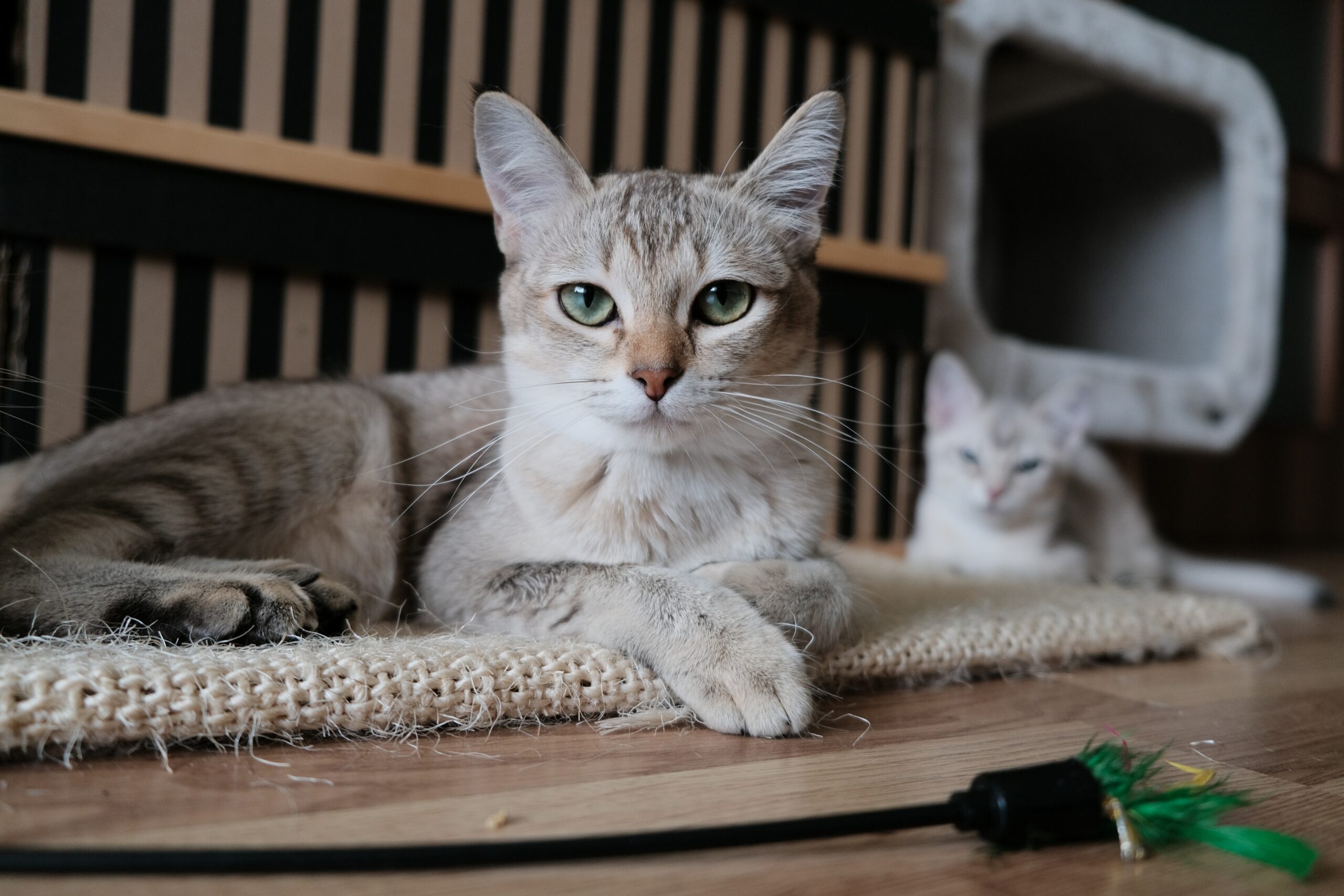 How much is cat insurance How much is cat insurance