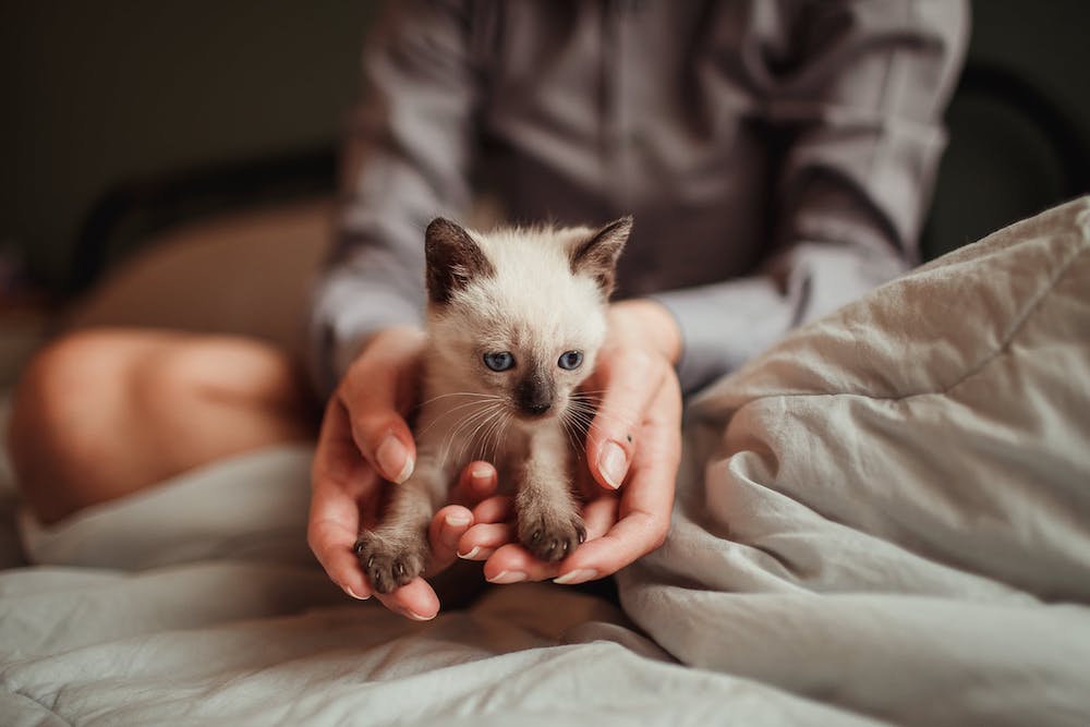 How much is kitten insurance? How much is kitten insurance?