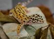 Insurance for exotic pets