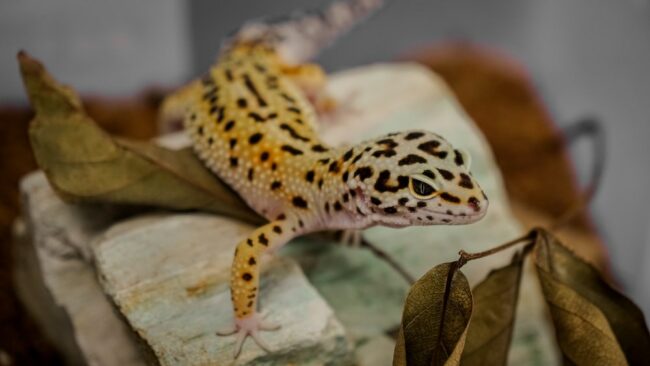 Insurance for exotic pets