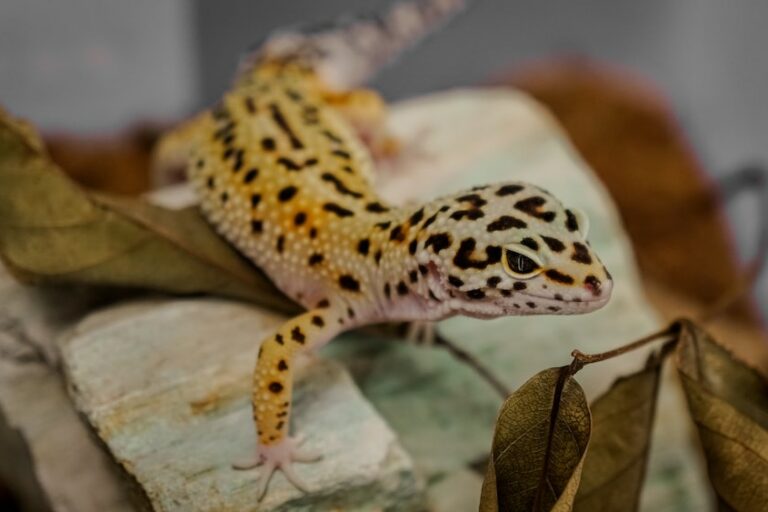 Insurance for exotic pets