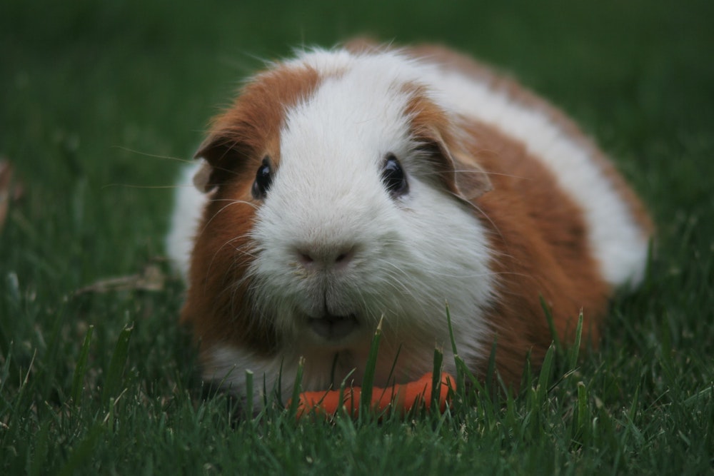 Is it worth taking out guinea pig insurance? Is it worth taking out guinea pig insurance?