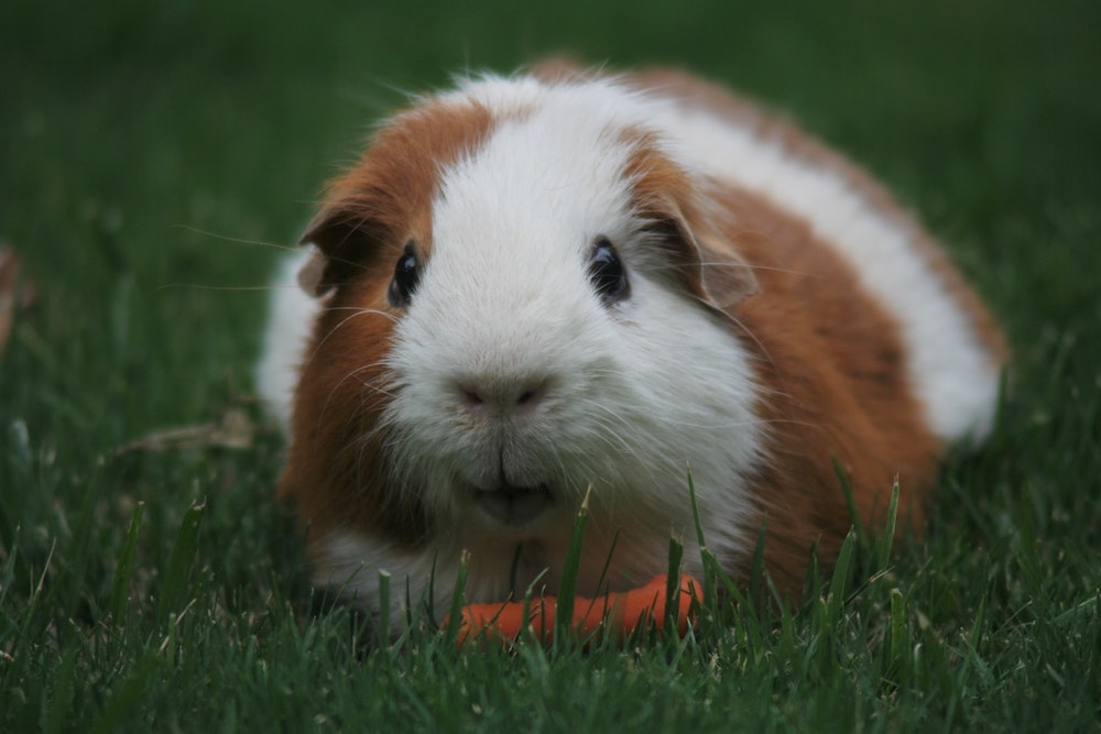 Is it worth taking out guinea pig insurance?