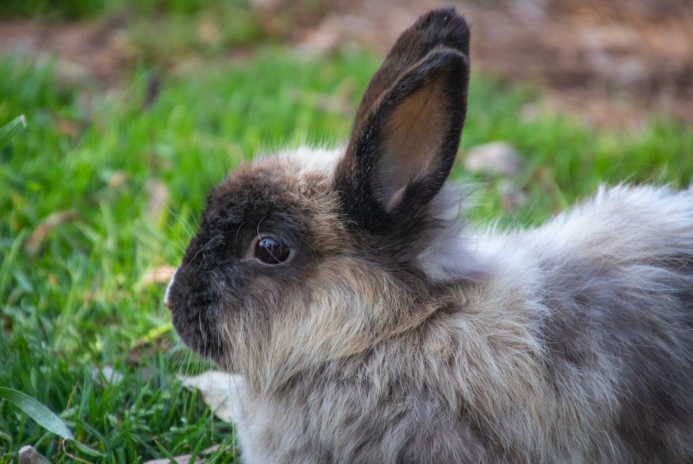 Is rabbit insurance worth it?