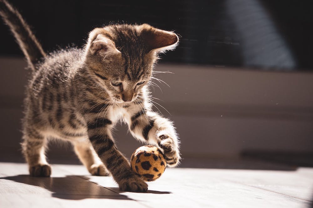 Kitten Insurance Kitten Insurance