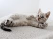Pet insurance for kittens